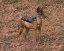 Wild Dog, Kenya